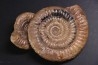 Leptechioceras meigeni - upper Sinemurian - Saone et Loire, FRANCE