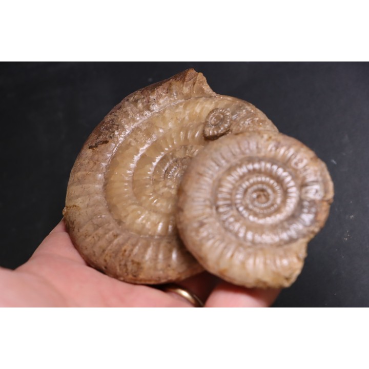 Leptechioceras meigeni en calcite - Sinemurien supérieur - Saone et Loire - FRANCE