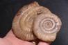 Leptechioceras meigeni - upper Sinemurian - Saone et Loire, FRANCE