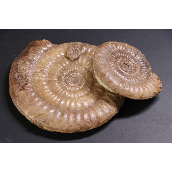 Leptechioceras meigeni en calcite - Sinemurien supérieur - Saone et Loire - FRANCE