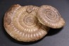 Leptechioceras meigeni en calcite - Sinemurien supérieur - Saone et Loire - FRANCE