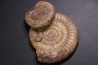 Leptechioceras meigeni en calcite - Sinemurien supérieur - Saone et Loire - FRANCE