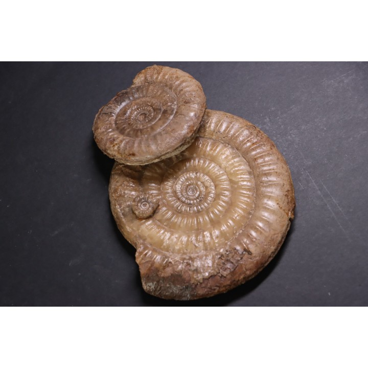 Leptechioceras meigeni en calcite - Sinemurien supérieur - Saone et Loire - FRANCE
