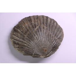 Pseudopecten aequivalvis - Domerien - Chaligny,  FRANCE