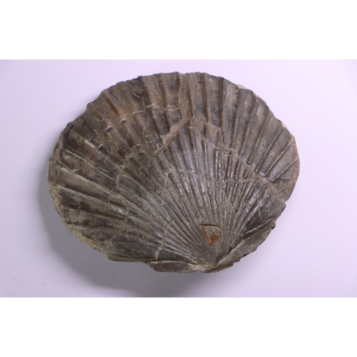 Pseudopecten aequivalvis - Domerian - Chaligny, FRANCE