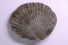 Pseudopecten aequivalvis - Domerian - Chaligny, FRANCE