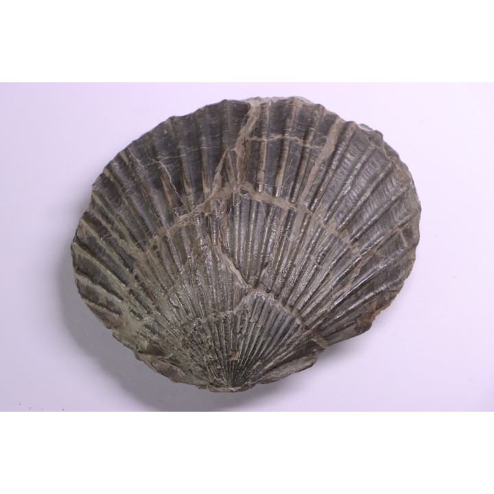 Pseudopecten aequivalvis - Domerien - Chaligny,  FRANCE