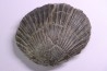 Pseudopecten aequivalvis - Domerian - Chaligny, FRANCE