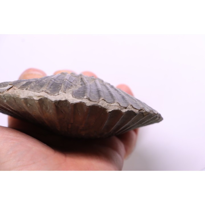 Pseudopecten aequivalvis - Domerien - Chaligny,  FRANCE