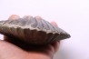 Pseudopecten aequivalvis - Domerian - Chaligny, FRANCE