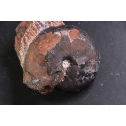 Ptychites sp.  - anisien, Trias - Epidauros, GRECE