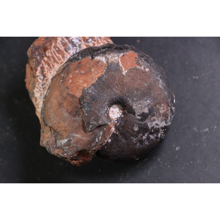 Ptychites sp. - anisian, Triassic - Epidauros, GRECE