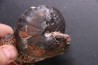 Ptychites sp. - anisian, Triassic - Epidauros, GRECE