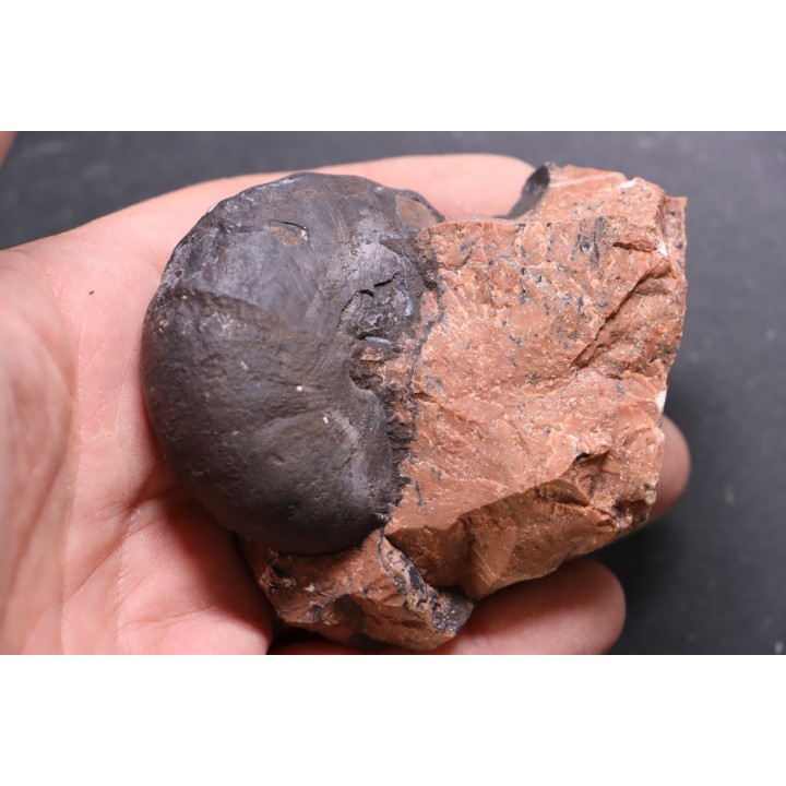 Ptychites sp.  - anisien, Trias - Epidauros, GRECE