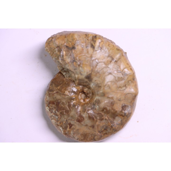 Buchiceras bilobatum - Coniacien - Perou