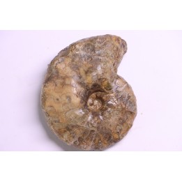 Buchiceras bilobatum - Coniacien - Perou