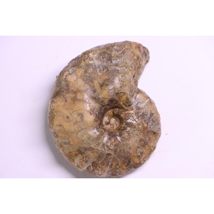 Buchiceras bilobatum - Coniacian - Peru