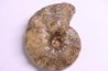 Buchiceras bilobatum - Coniacien - Perou