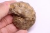 Buchiceras bilobatum - Coniacian - Peru