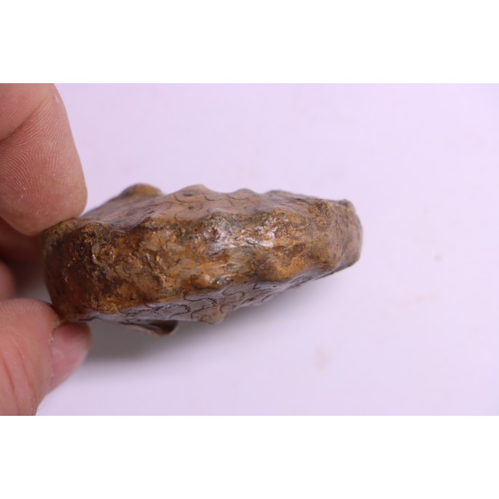 Buchiceras bilobatum - Coniacien - Perou