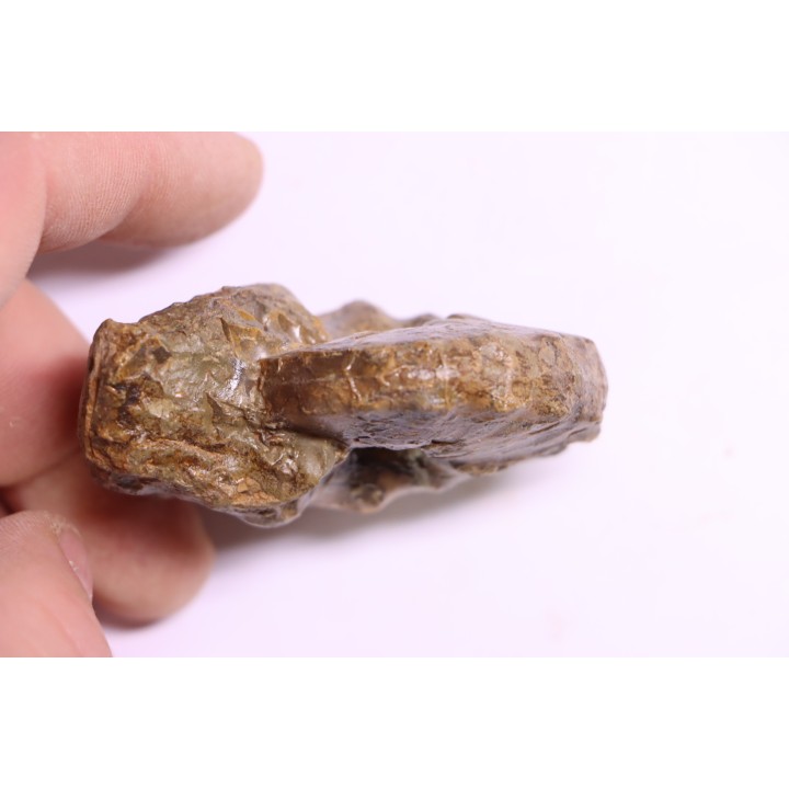 Buchiceras bilobatum - Coniacien - Perou