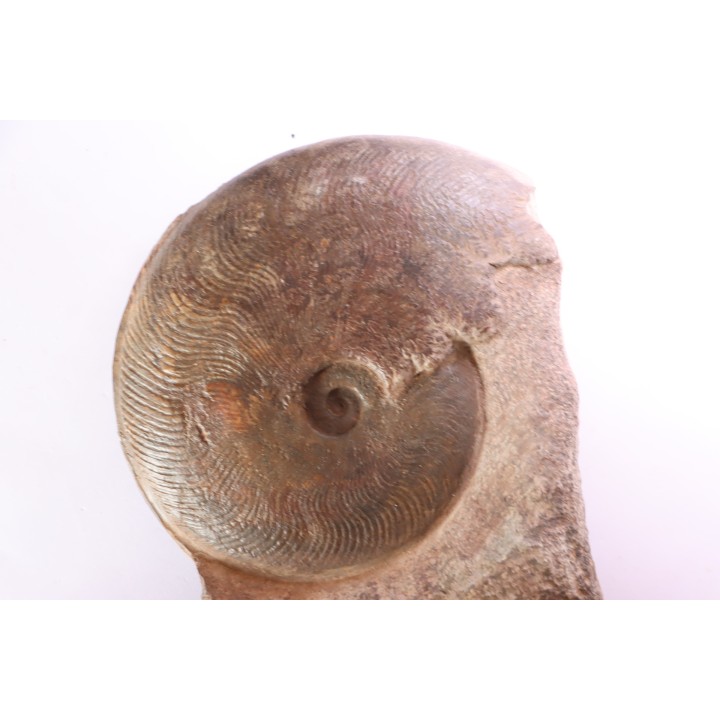 Harpoceras subplanatum - TOARCIEN - Carriere Belmont - FRANCE