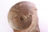 Harpoceras subplanatum - TOARCIEN - Carriere Belmont - LYON - FRANCE