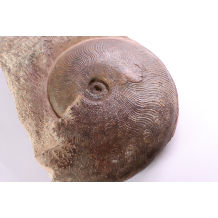 Harpoceras subplanatum - TOARCIEN - Carriere Belmont - FRANCE