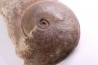 Harpoceras subplanatum - TOARCIEN - Carriere Belmont - FRANCE