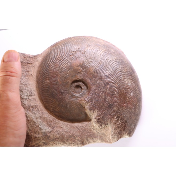 Harpoceras subplanatum - TOARCIEN - Carriere Belmont - FRANCE