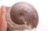 Harpoceras subplanatum - TOARCIEN - Carriere Belmont - LYON - FRANCE