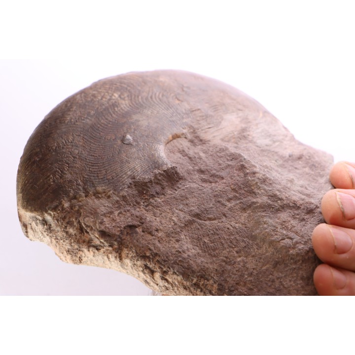 Harpoceras subplanatum - TOARCIEN - Carriere Belmont - LYON - FRANCE