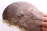 Harpoceras subplanatum - TOARCIEN - Carriere Belmont - FRANCE