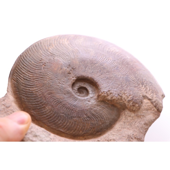 Harpoceras subplanatum - TOARCIEN - Carriere Belmont - FRANCE
