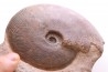 Harpoceras subplanatum - TOARCIEN - Carriere Belmont - FRANCE