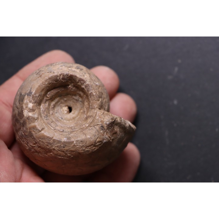 Metacoceras artiense - permian - NW Kasachtan