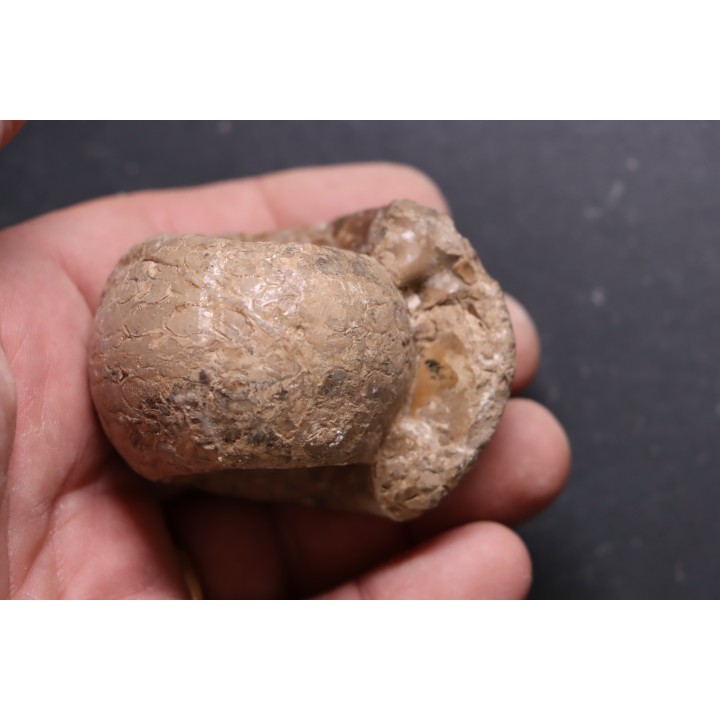 Metacoceras artiense - permian - NW Kasachtan
