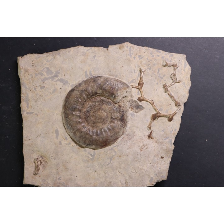 Pargastrioceras kaupinskii  and Auloplora sp.  earlyvpermian  Krasnoufimsk, Ural