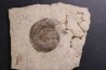 Pargastrioceras kaupinskii  and Auloplora sp.  earlyvpermian  Krasnoufimsk, Ural