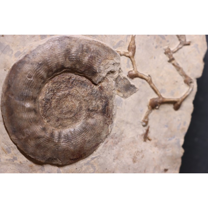 Pargastrioceras kaupinskii  and Auloplora sp.  earlyvpermian  Krasnoufimsk, Ural