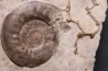 Pargastrioceras kaupinskii  et Auloplora sp.  permien inf  Krasnoufimsk, Oural
