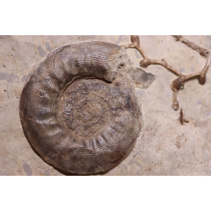 Pargastrioceras kaupinskii  and Auloplora sp.  earlyvpermian  Krasnoufimsk, Ural