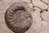 Pargastrioceras kaupinskii  et Auloplora sp.  permien inf  Krasnoufimsk, Oural