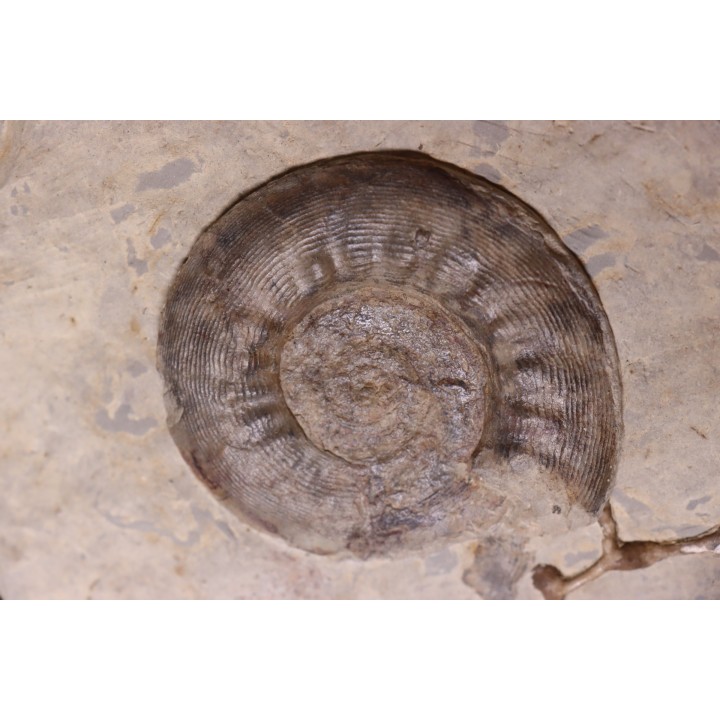 Pargastrioceras kaupinskii  and Auloplora sp.  earlyvpermian  Krasnoufimsk, Ural
