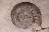 Pargastrioceras kaupinskii  et Auloplora sp.  permien inf  Krasnoufimsk, Oural