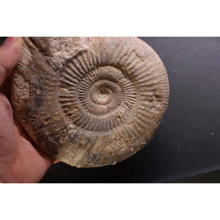 Larcheria larcheri - oxfordian - Nevers -58 - FRANCE