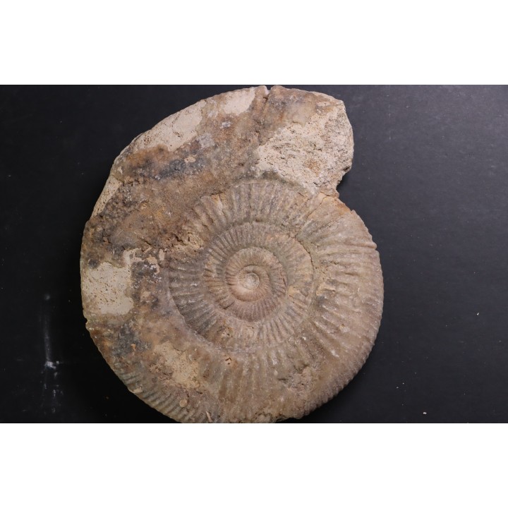 Larcheria larcheri - oxfordien - Nevers -58 - FRANCE