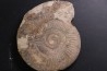 Larcheria larcheri - oxfordian - Nevers -58 - FRANCE