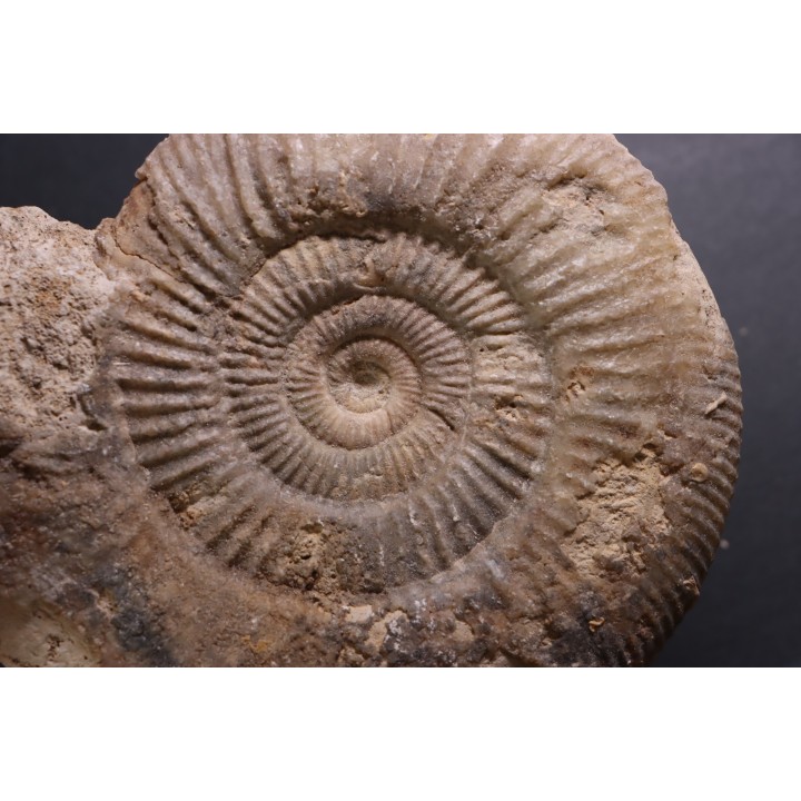 Larcheria larcheri - oxfordien - Nevers -58 - FRANCE
