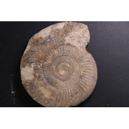 Larcheria larcheri - oxfordian - Nevers -58 - FRANCE